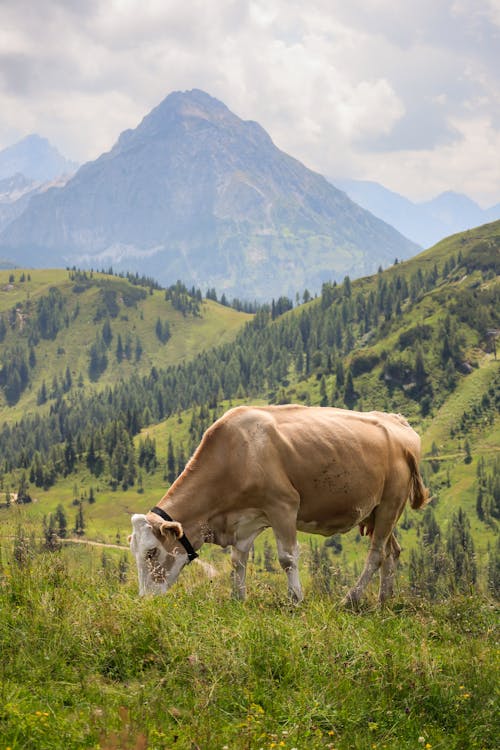 Vaca Alpina Con Paisaje De Montaña