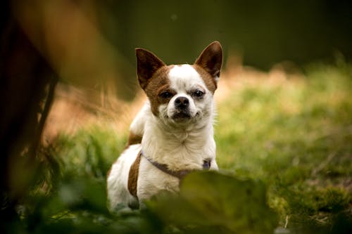 Small Dog Standing on Grass