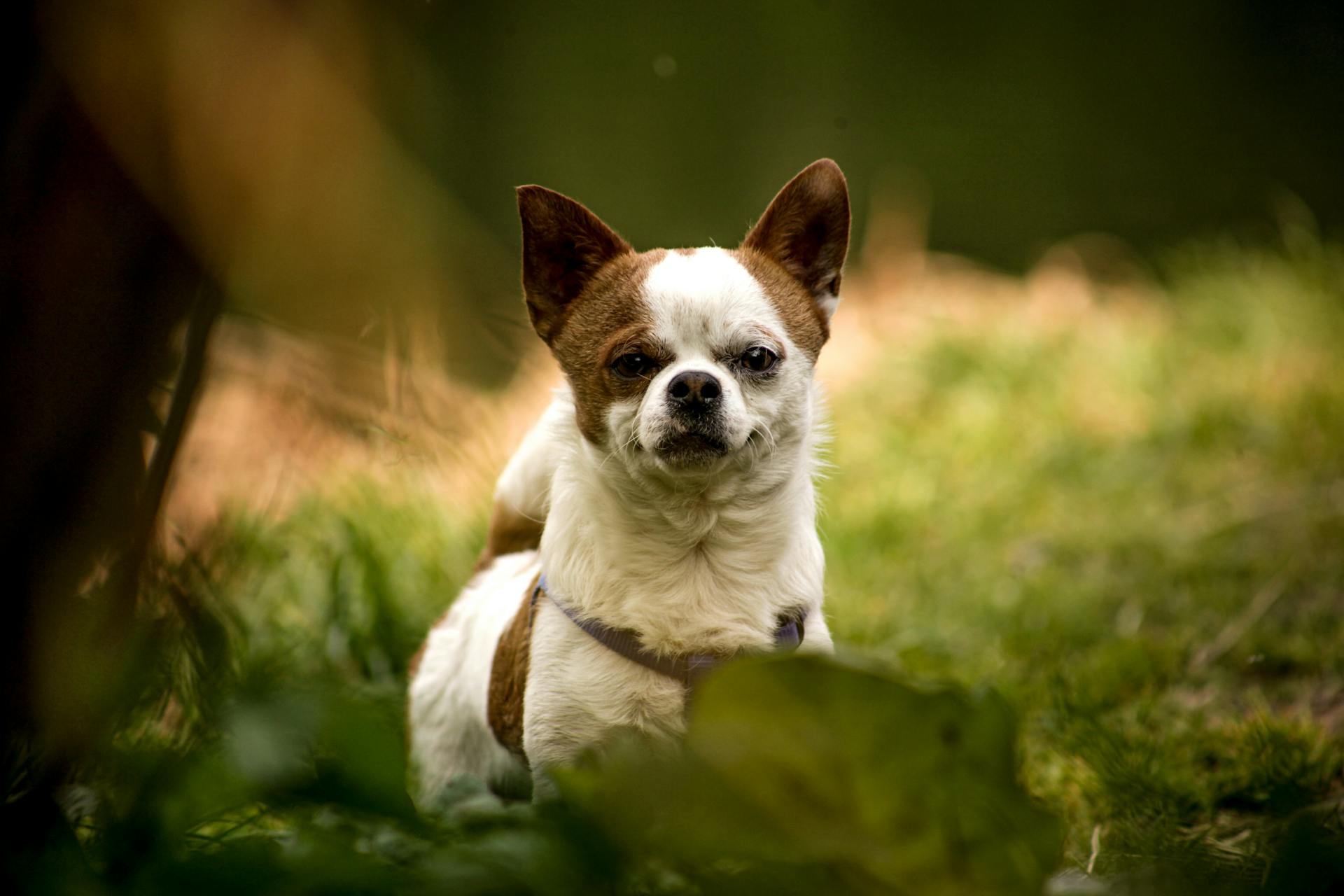 Een kleine hond die op gras staat