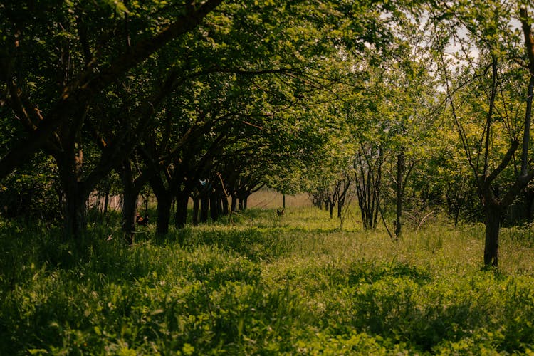 Large Summer Orchard