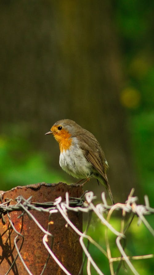 Gratis stockfoto met beest, detailopname, dieren in het wild