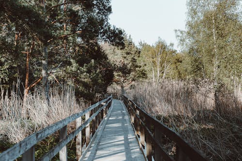 Wooden Walkway in a Forest