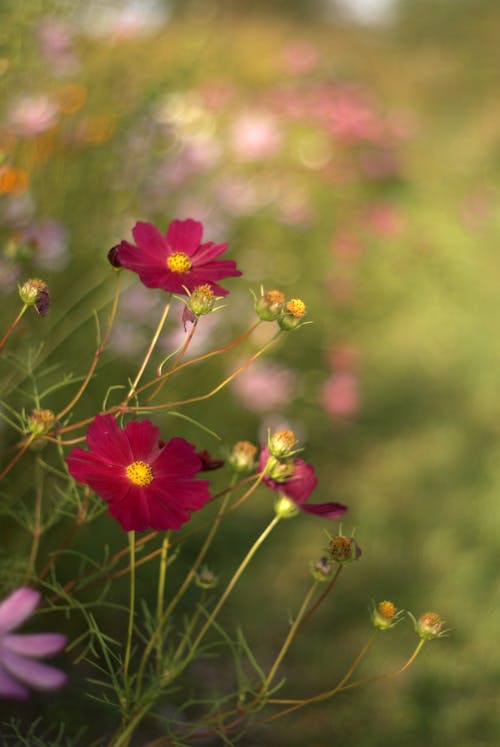 Cosmos flowers in a field of green grass