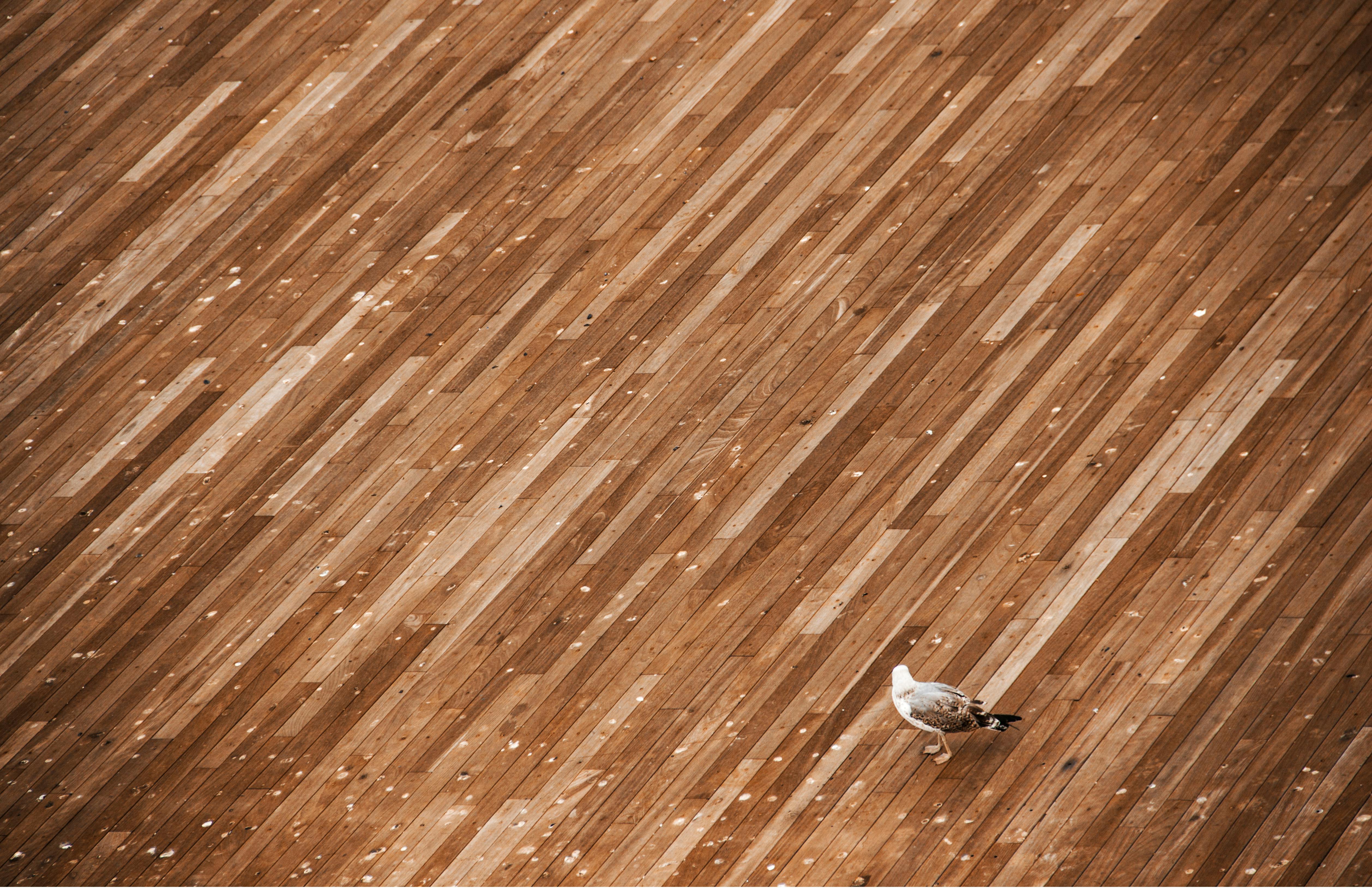 무료 @집 밖의, laridae, 간의 무료 스톡 사진