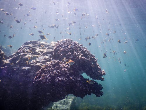 Fishes by Coral Reef in Ocean