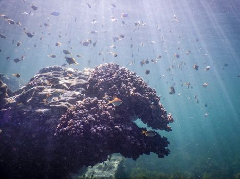 Explore vibrant coral reefs teeming with colorful fish in a natural underwater setting.