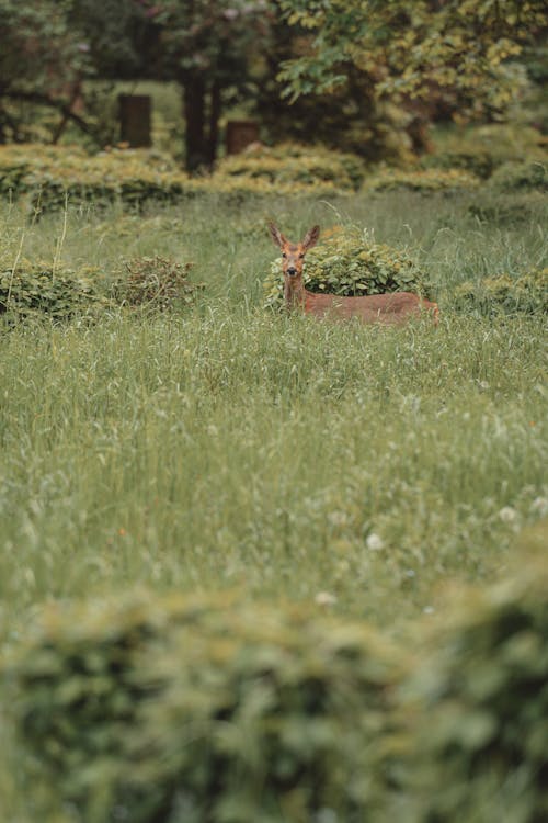 View of a Deer on a Grass Field