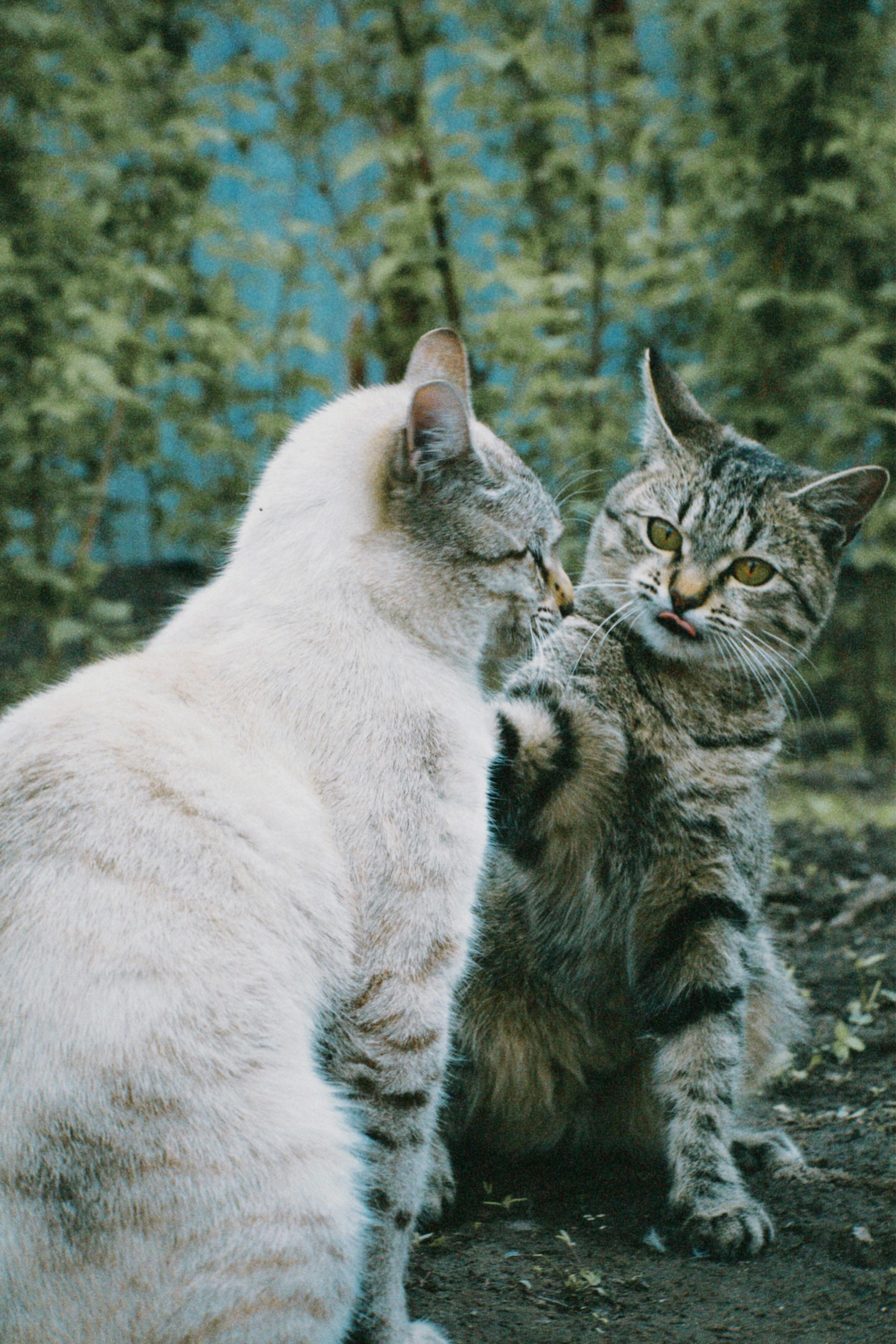 Two cats playfully interacting in an outdoor setting in Talgar, Kazakhstan.