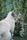 funny cats