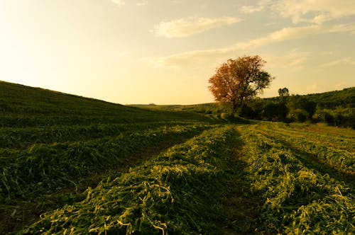 Imagine de stoc gratuită din apus, câmp, la țară