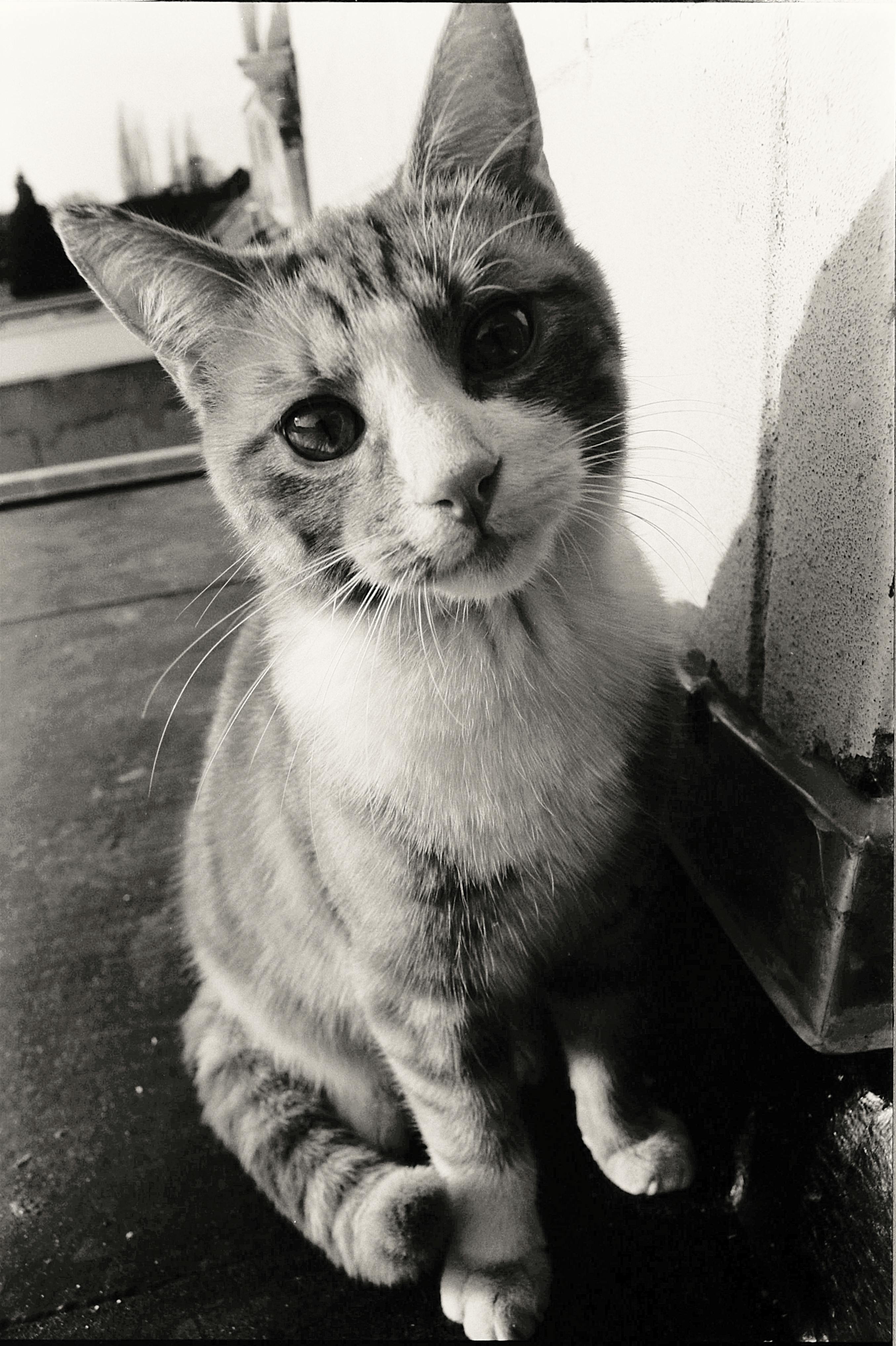 Sad Cat Photos, Download The BEST Free Sad Cat Stock Photos & HD Images