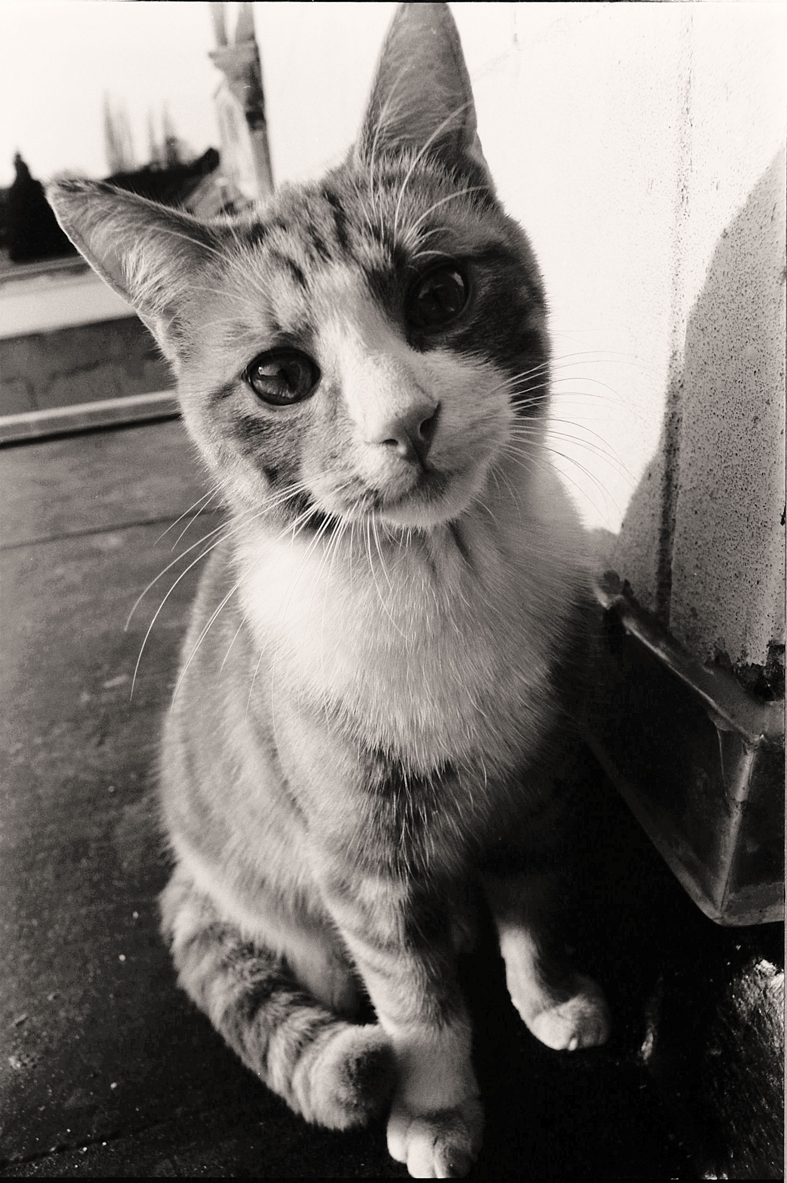 Black and White Portrait of Cat · Free Stock Photo