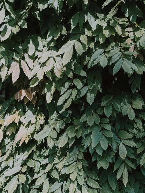 Free A vibrant display of lush green foliage with sunlit leaves creating a natural texture. Stock Photo
