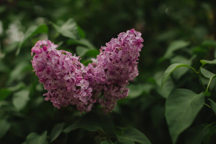 Close-up Of Purple Lilac Flowers