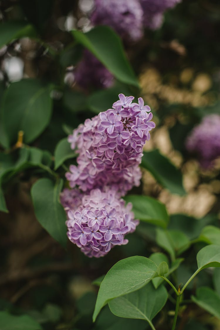 Close-up Of Purple Lilac Flowers