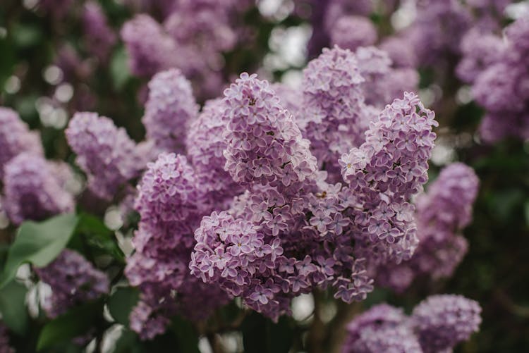 Close-up Of Purple Lilac Flowers