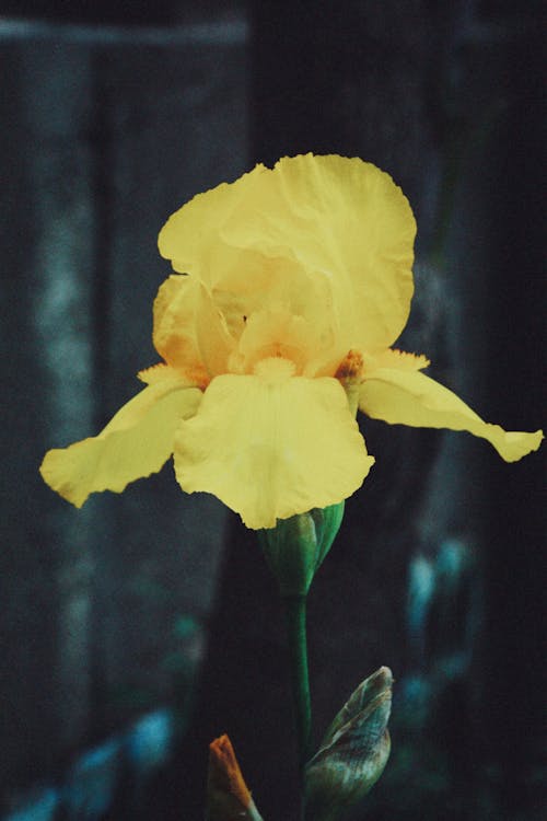 Gratis lagerfoto af blomst, delikat, flora