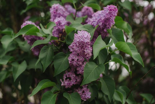 Close-up of Purple Lilac Flowers