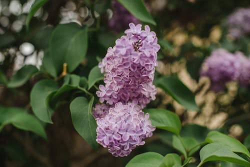 Free stock photo of beautiful flowers, blossoms, flowers