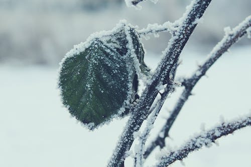 Selective Focus Photography of Green Leaf on Branch With Snow