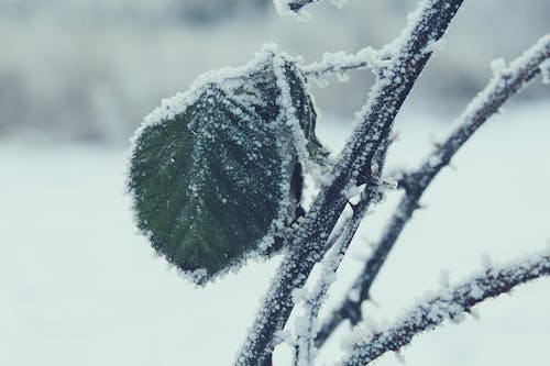 Selektive Fokusfotografie Von Grünem Blatt Auf Zweig Mit Schnee