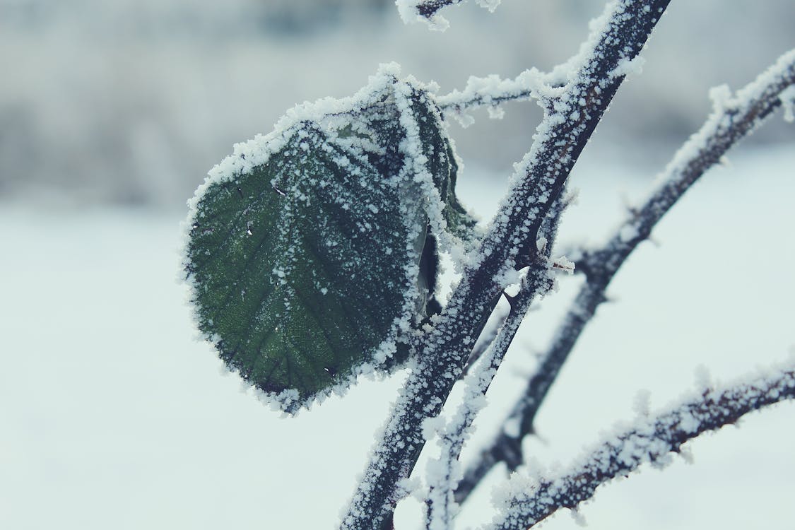 雪の枝の緑の葉の選択的な焦点写真