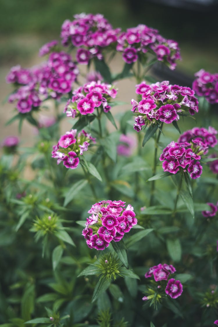 Purple Flowers In Nature