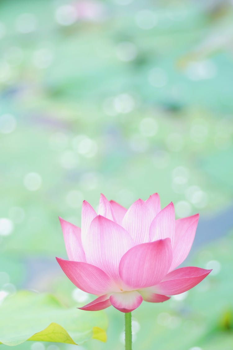 Pink Lotus Flower