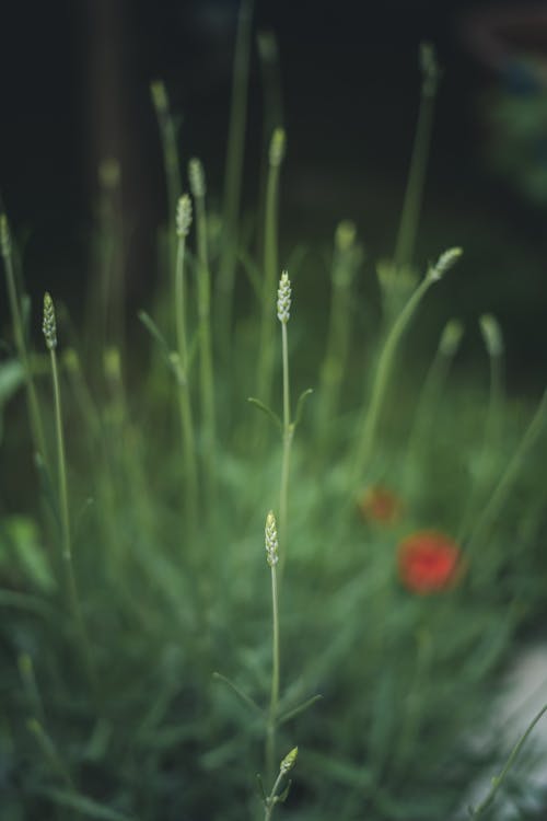 Darmowe zdjęcie z galerii z flora, łąka, maki