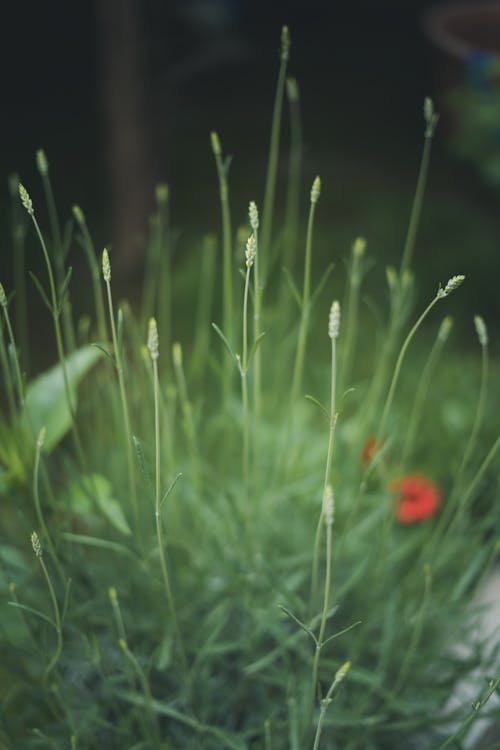 Close-up of Grass and Poppies on a Meadow