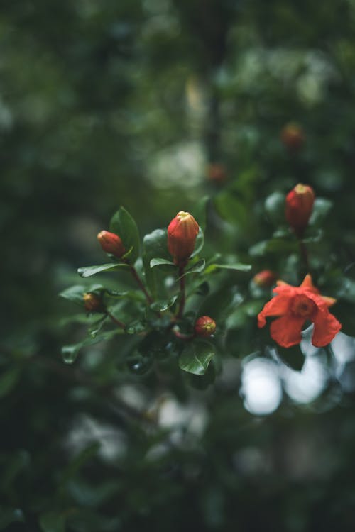 Foto d'estoc gratuïta de brots, enfocament selectiu, flors