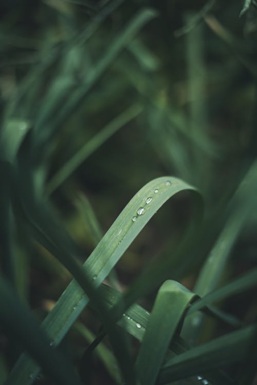 Foto d'estoc gratuïta de bri d'herba, flora, gotes de pluja