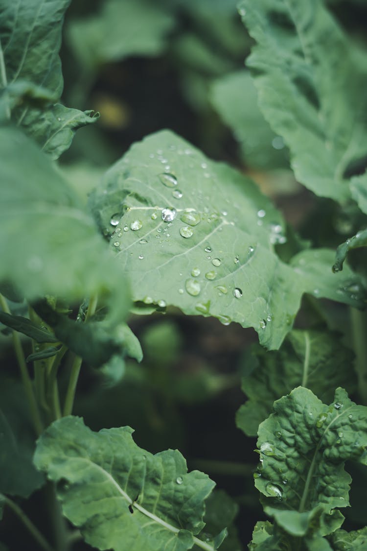 Raindrops On Green Leaves