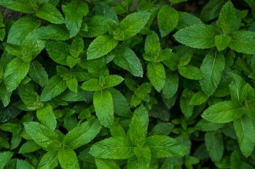 Close up of Green Leaves