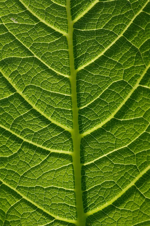 Leaf Extreme Closeup