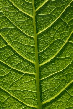 Detailed close-up of a vibrant green leaf showing veins and texture in natural light.