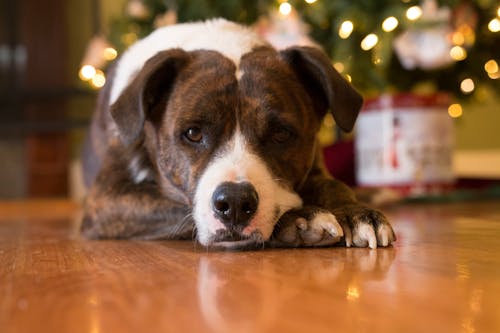 Foto Di Un Cane Carino