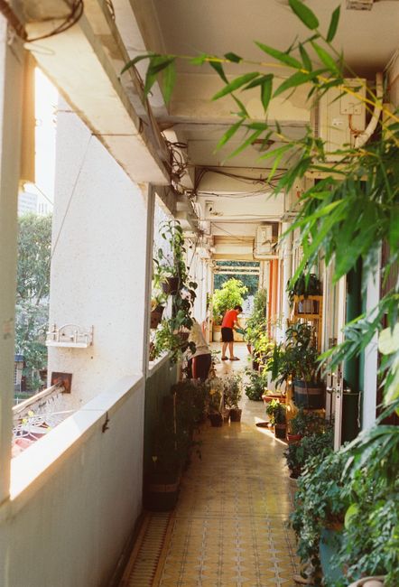 Sunlit balcony corridor lined with vibrant plants in a residential building, capturing summer's warmth.