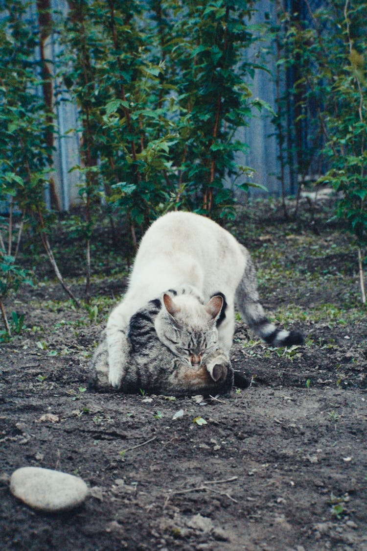 Two Cats Playing Outside 