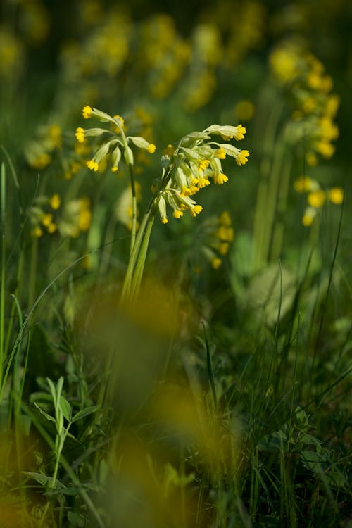 Kostnadsfri bild av blommor, färsk, jord