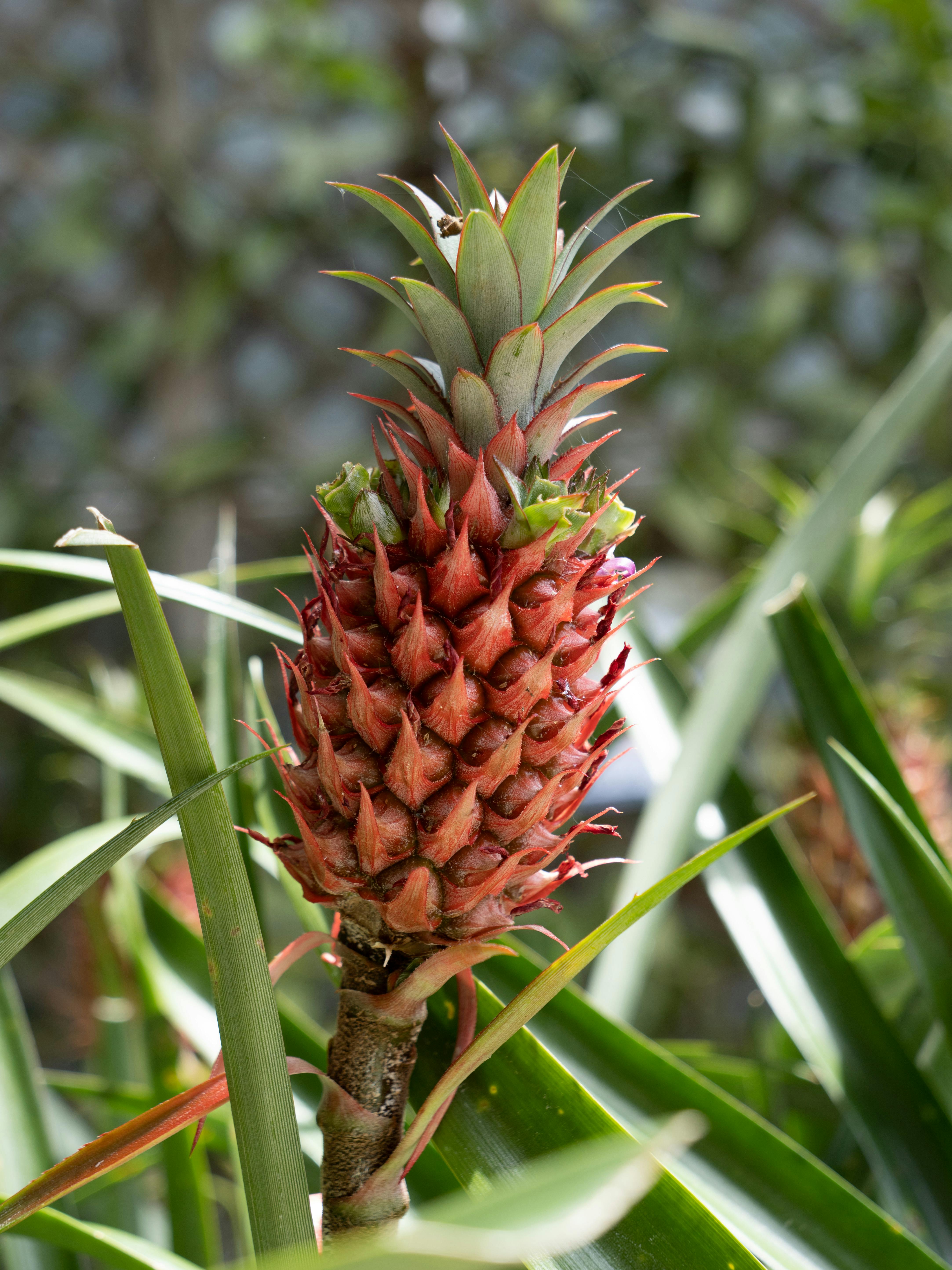 Pineapple Growing on a Shrub · Free Stock Photo
