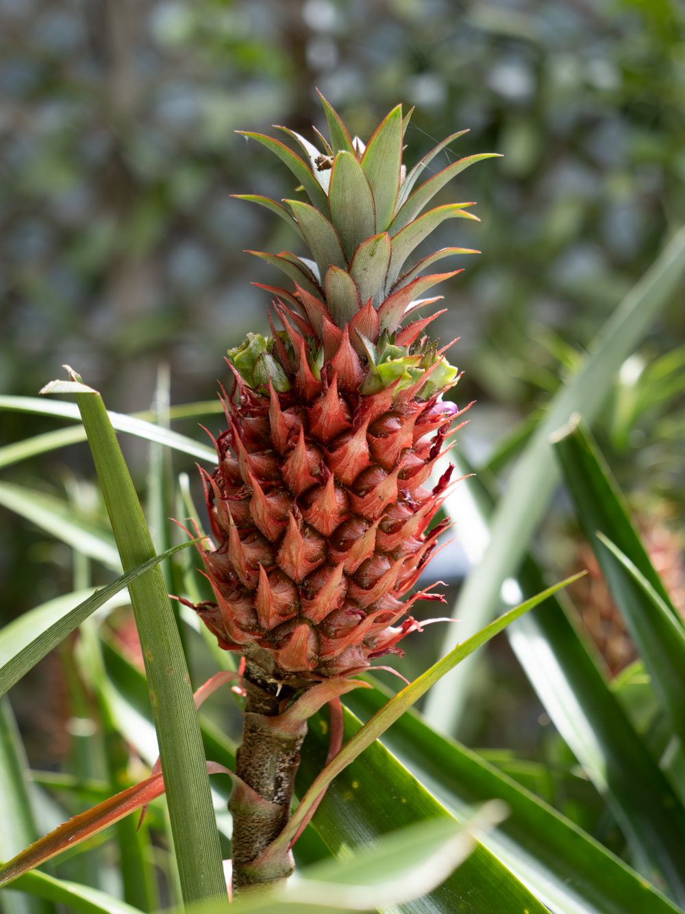 Ananas qui mûrit au champ