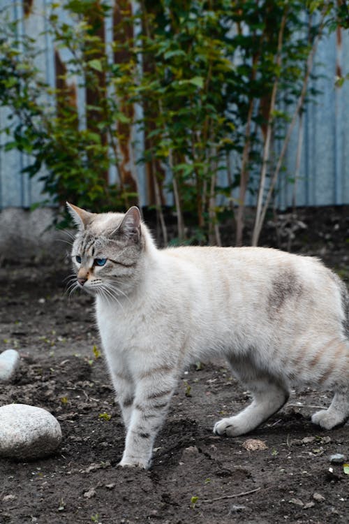 Fotobanka s bezplatnými fotkami na tému dno, domáce zviera, mačka