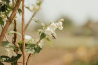 Close-up of a Bee Pollinating Flowers
