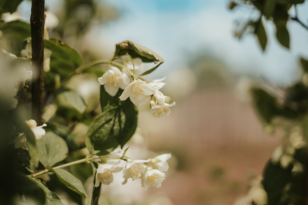 White-floral jasmine references differ from rosy ones