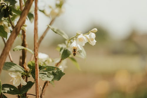 Honey Bee Collecting Nectar