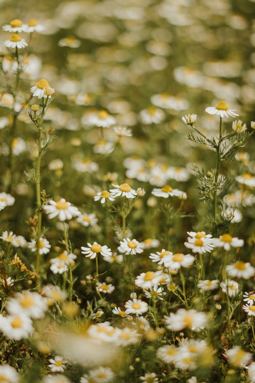 Selective Focus of Flowers in the Meadow 