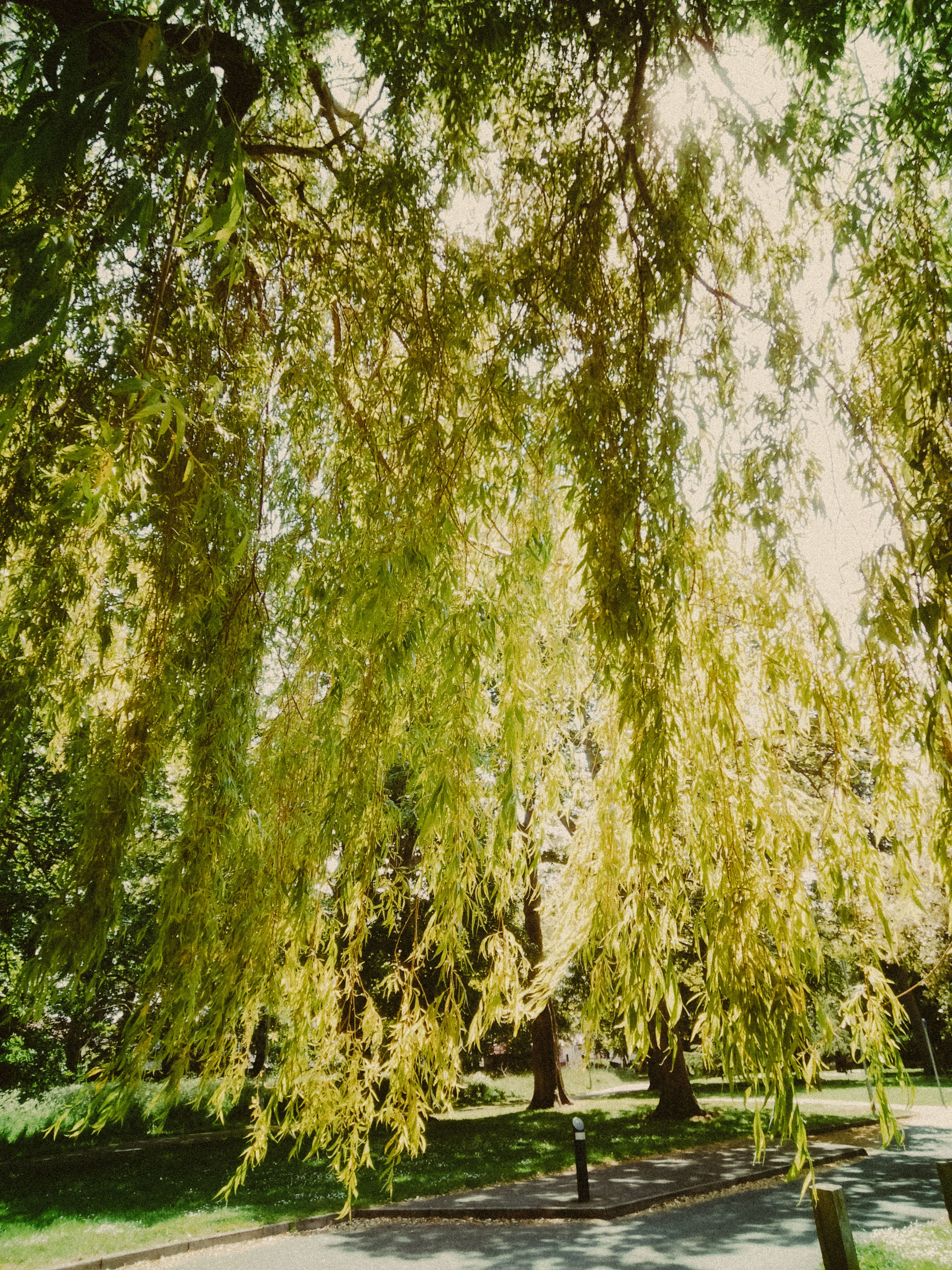 Under Weeping Willow Branches in the Park · Free Stock Photo