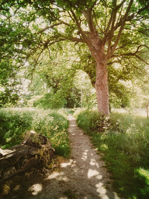 Darmowe zdjęcie z galerii z droga naprzód, drzewa, kierunek