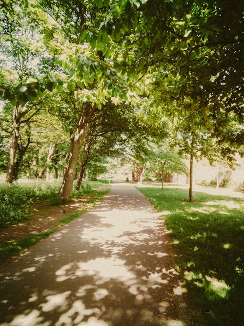 Бесплатное стоковое фото с вертикальный выстрел, деревья, дорожка